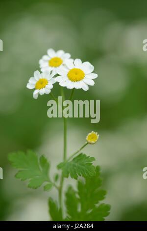 Flowering Feverfew Stock Photo