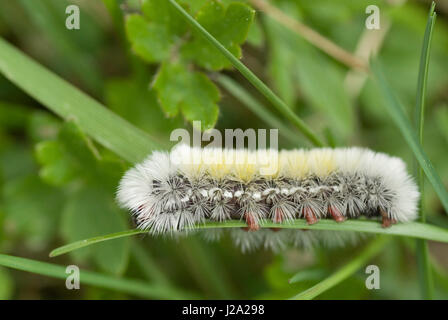 A close-up of the caterpillar of a Virginia Ctenucha (Ctenucha virginica) Stock Photo