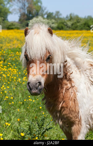 Grazing management of nature reserve the Duursche Waarden, along the river IJssel, with Shetland ponies. Stock Photo