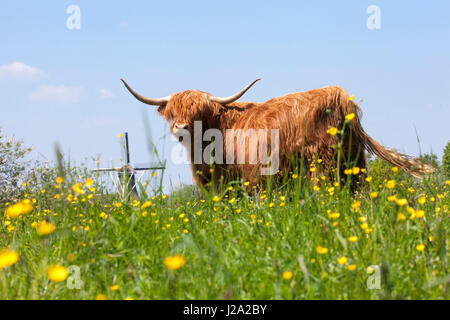 Land management nature reserve Duursche Waarden â€‹â€‹with large herbivores Stock Photo