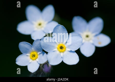 Flowers of the Water forget-me - not (Myosotis scorpioides) Stock Photo