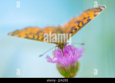 Small Pearl-bordered Fritillary (Boloria selene) Stock Photo