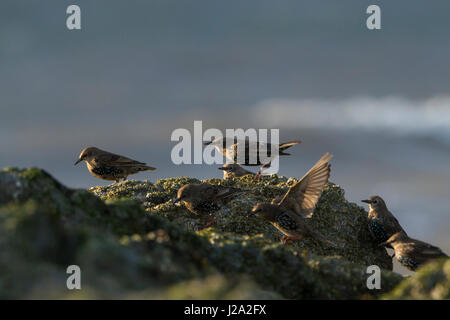 Starlings  small flock standing on rocks on coast  Dee Estuary, North Wales, UK Stock Photo