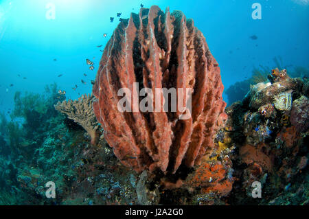 A Giant barrel sponge grows on the wreck of the Liberty. Stock Photo