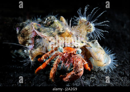 The Anemone Hermit Crab (Dardanus pedunculatus) lives in symbiosis with the anemone on it's shell Stock Photo