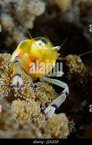 The glass anemone shrimp (Periclimenes brevicarpalis) is mainly transparent Stock Photo