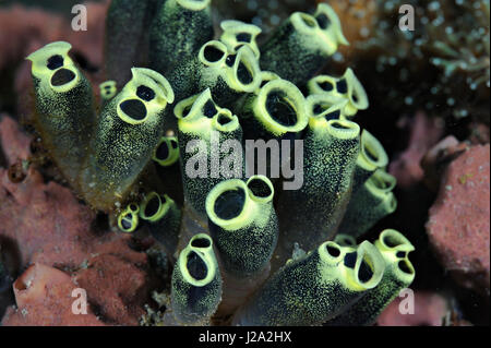 The stalked ascidian is an ascidian which can be frequently found on tropical reefs Stock Photo