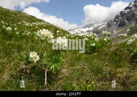Flowering Narcissus anemone on alpine meadow Stock Photo
