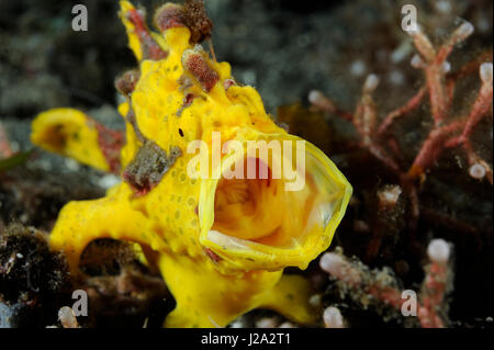 A frogfish lures fish closer by with a kind of bait-like rod-like body part on his forehead Stock Photo