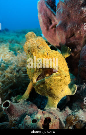 A frogfish lures fish closer by with a kind of bait-like rod-like body part on his forehead Stock Photo