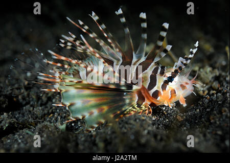 The Zebra lionfish has thirteen rays on his back which are quite toxic Stock Photo