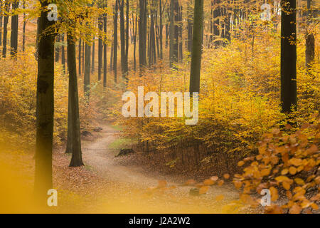 Hiking trail through beech forest in autumn Stock Photo