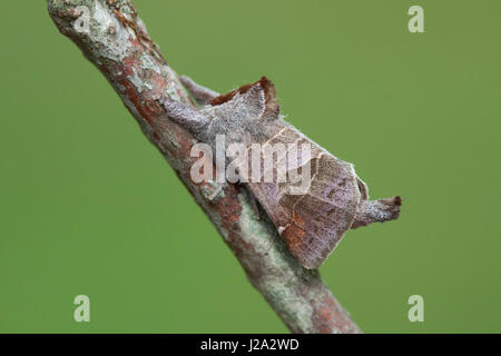 Male Small Chocolate-tip Stock Photo