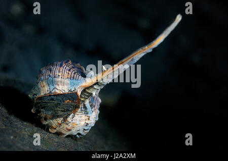 The cochlea of the Snipe's bill murex sea snail has a very spike which is typical for this species Stock Photo