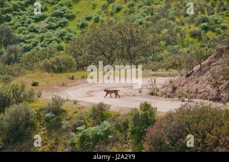 The iberian lynx is the rarest cat on earth. This image shows a wild lynx and was made in Andujar Stock Photo