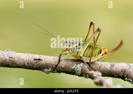 In Croatia these huge grasshoppers (Sword-tailed bushcricket) can be found in every meadow and are on the menu of many birds and mammals. Stock Photo