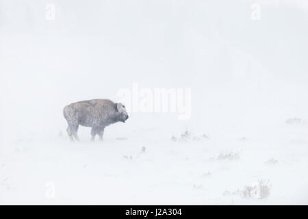 American bison / Amerikanischer Bison ( Bison bison ) in hard winter weather conditions, in a blizzard, on wide open land, Yellowstone National Park,  Stock Photo