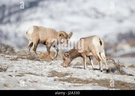 Rocky Mountain Bighorn Sheeps / Dickhornschafe ( Ovis canadensis ), female and male in winter, searching for food, Yellowstone NP, Montana,USA. Stock Photo