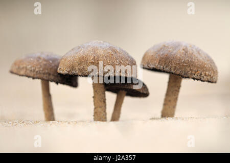 Four mushroom of Dune brittlestem in sand dunes of Kennemerstrand Stock Photo