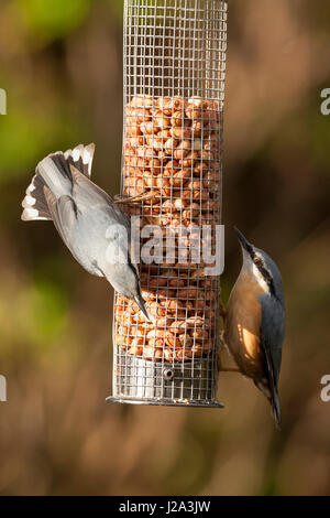 Nuthatch  adults a pair feeding on nut feeder  Winter, Llanfechain, Powys, Wales, UK Stock Photo