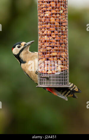 Great Spotted Woodpecker  adult male feeding on nut feeder  Winter  Powys, Wales, UK