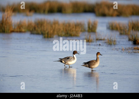 Northern Pintail, Anas acuta, pair walking on ice Stock Photo