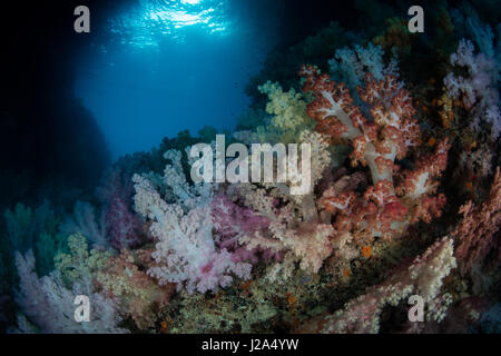 Beautiful soft corals (Dendronephthya sp.) grow in a colorful carpet on the sides of an underwater archway in the Republic of Palau. Stock Photo