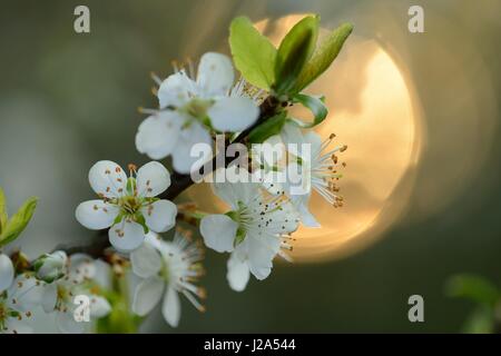Blossom of a Plumtree in evening light Stock Photo