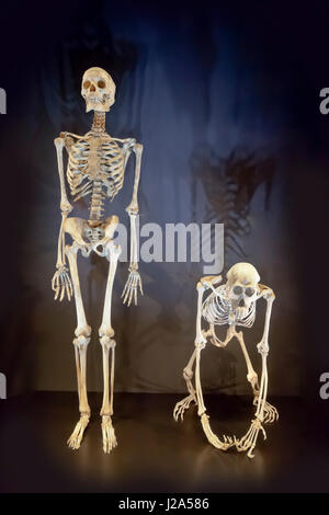 Skeletons of Homo sapien, Human male and an Orang Utan ape, Pongo pygmaeus compared side by side Stock Photo