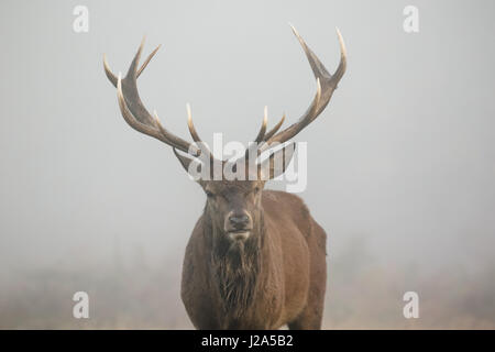 One-eyed Red Deer stag portrait (Cervus elaphus) head on. Misty morning