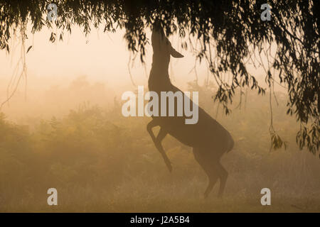 Red Deer (Cervus elaphus)  hind browsing or feeding on willow leaves on a misty morning Stock Photo