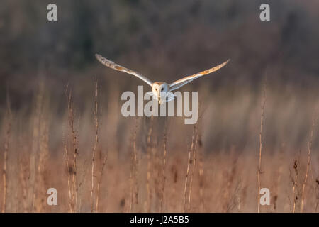 Barn Owl (Tyto alba) hunting over a meadow at sundown Stock Photo