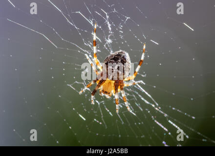 Back lit Garden spider (Araneus diadematus) in web Stock Photo