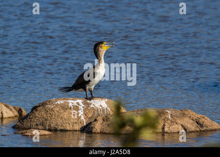 White-breasted cormorant in Kruger national park, South Africa ; Specie Phalacrocorax lucidus family of Phalacrocoracidae Stock Photo