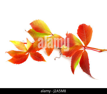Red autumn twig of grapes leaves (Parthenocissus quinquefolia foliage). Isolated on white background. Stock Photo