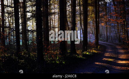 A partly sunny autumn trail through the woods into the mysterious, blue unknown; in short: an illustration of human life on earth Stock Photo