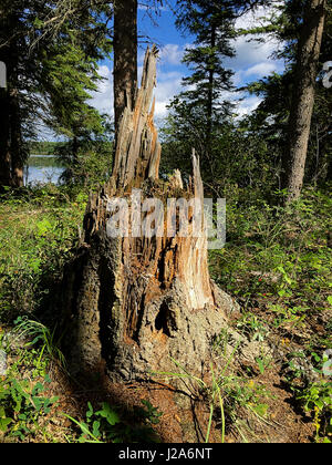 Old tree stump by a lake on a sunny day. Stock Photo