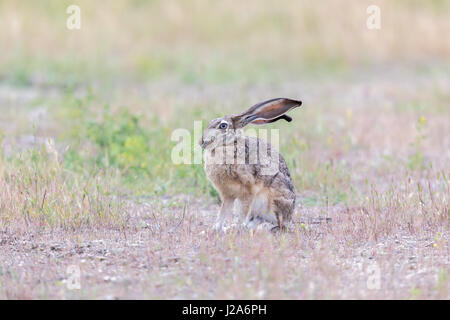 Alert Black-tailed Jackrabbit (Lepus californicus). Stock Photo