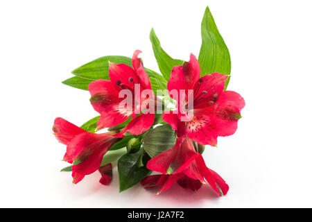 Red Alstroemeria Flowers Isolated on White. Stock Photo