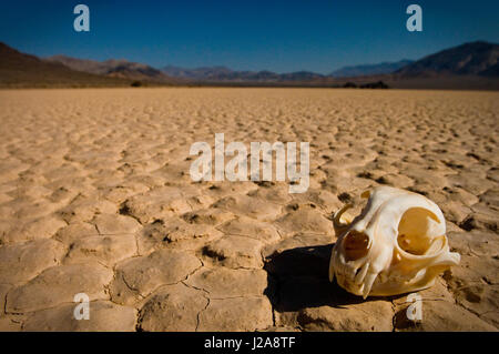 A barren desert of death with an animal skull on a dried up lake bed in Death Valley, USA. Stock Photo