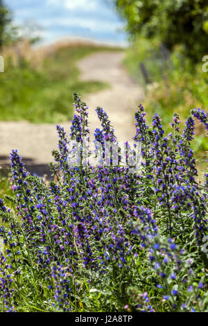 Echium vulgare flowers June, Summer, Blue, Flowers, Vipers bugloss, Flowering, Meadow, Wildflowers Stock Photo