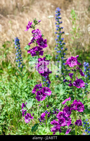 Common mallow, cheeses, high mallow, tall mallow, Malva sylvestris in flower wildflowers in a summer meadow Stock Photo