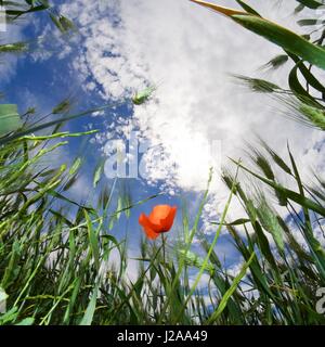 vision of an ant in a meadow Stock Photo