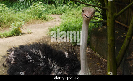 Common Ostrich. Struthio camelus Stock Photo