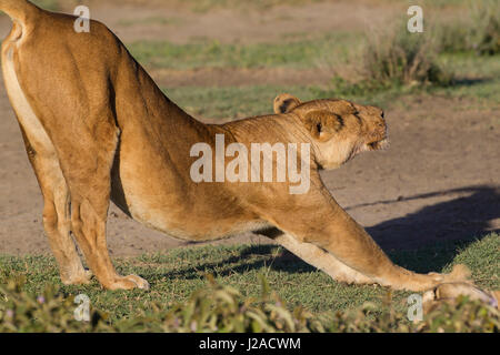Female lion stretches, rump raised up in the air, front legs stretched outward on ground, back arched, side view, Ngorongoro Conservation Area, Tanzania Stock Photo