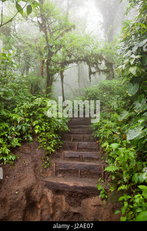 Hiking trail in lush rainforest Stock Photo
