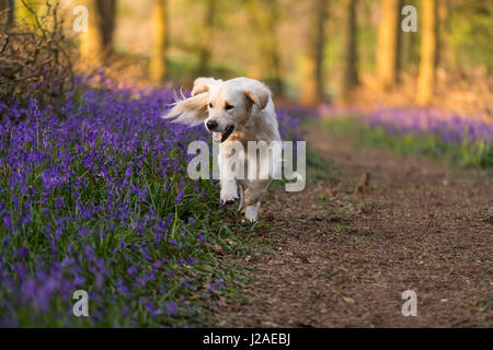 A golden retriever in the Dockey Wood bluebells at sunset - Ashridge Estate, Hertfordshire Stock Photo