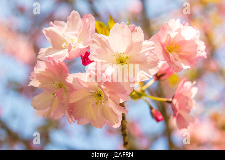 Beautiful soft-focus cherry blossom sakura in spring time over blue sky. Stock Photo