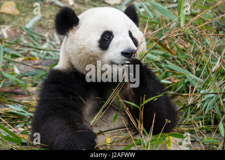 China, Sichuan Province, Chengu, Giant Panda Bear (Ailuropoda