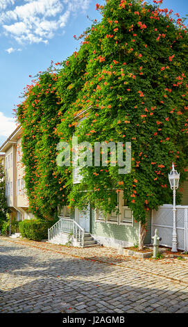 The typical Ottoman houses of the late 19th century wreathed with Campsis creeper (trumpet creeper, trumpet vine) on the Street of the Cold Fountain ( Stock Photo